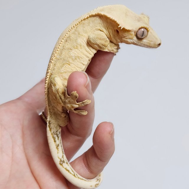 노멀 옐로우 크림시클 드리피