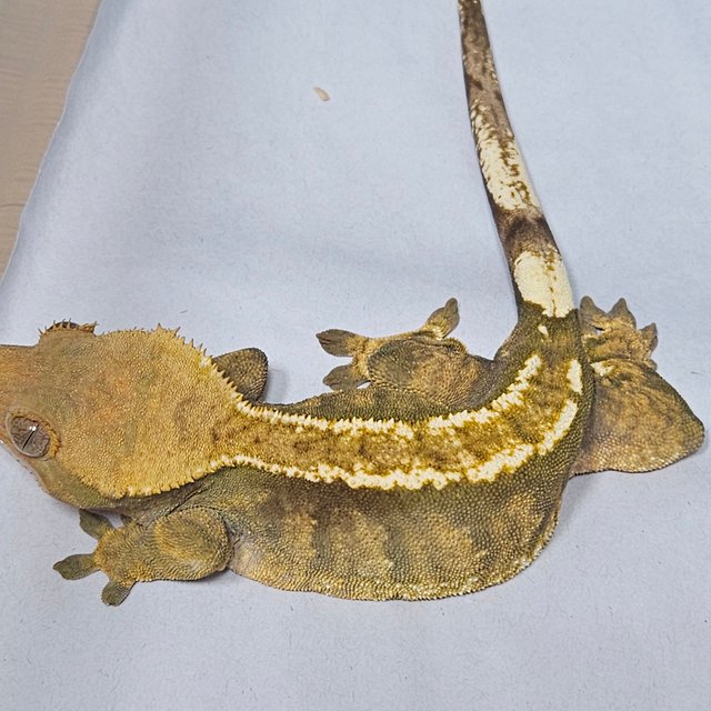 노멀 트라이 다크