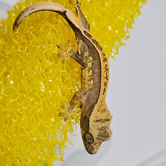 노멀 쿼드 풀핀 화이트핀