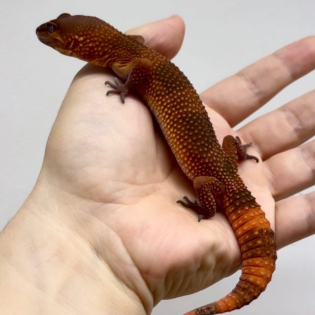 만다린 캐롯 인페르노 트램퍼알비노 텐저린 블러드