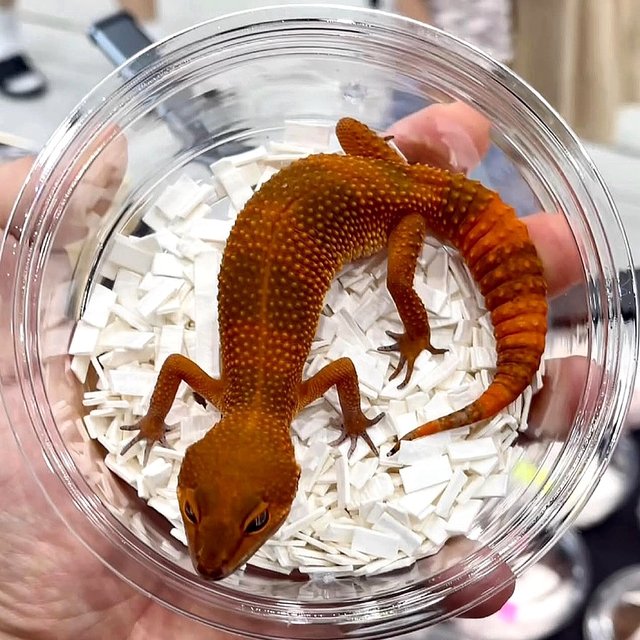 만다린 캐롯 인페르노 트램퍼알비노 텐저린 블러드