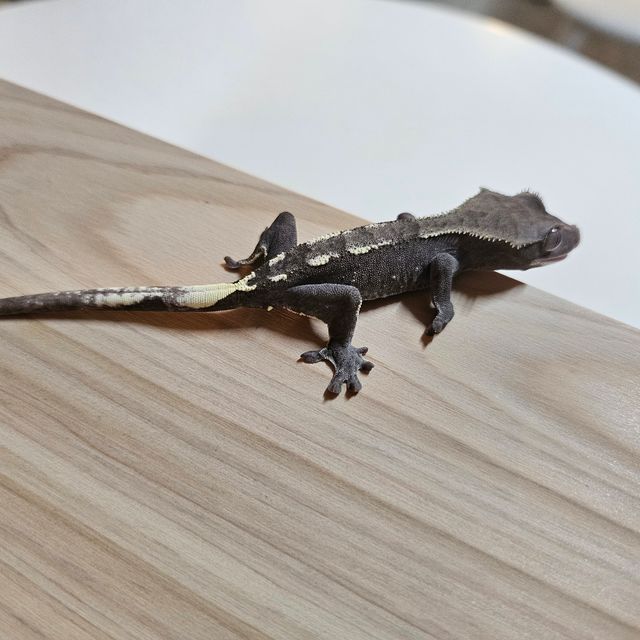 아잔틱
