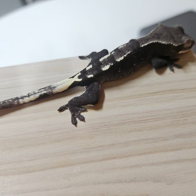 아잔틱