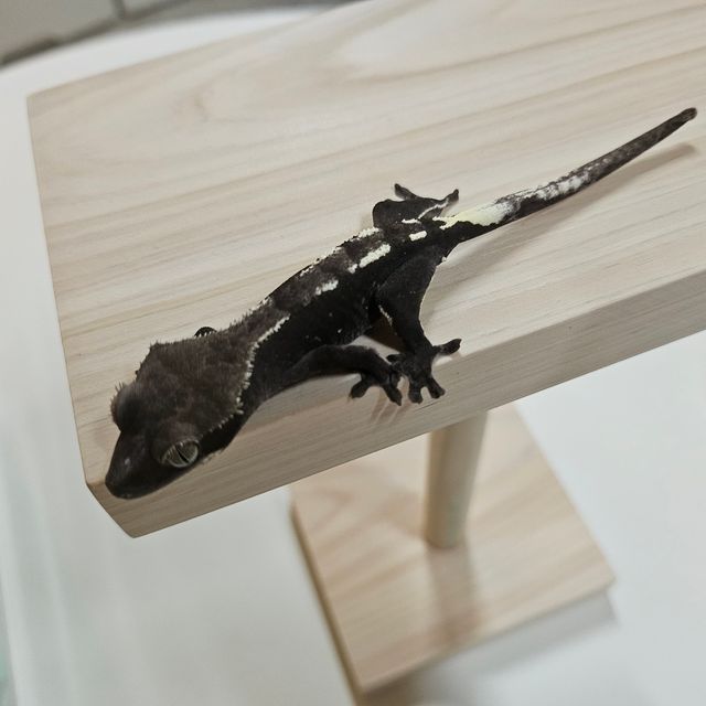 아잔틱