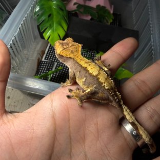 노멀 할리퀸 플레임