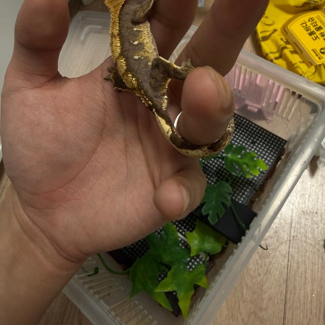 할리퀸 플레임 다크 화이트포트홀