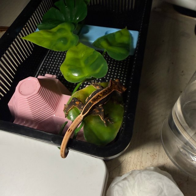 엠티백 핀스트라이프