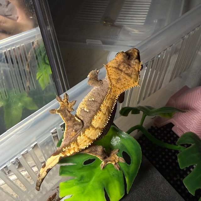 할리퀸 플레임 다크 화이트포트홀