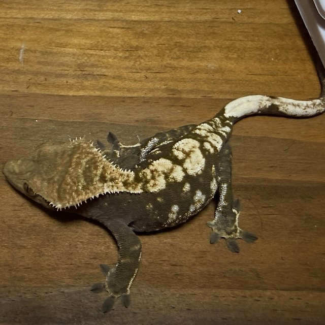 노멀 다크 블랙 화이트 플레임