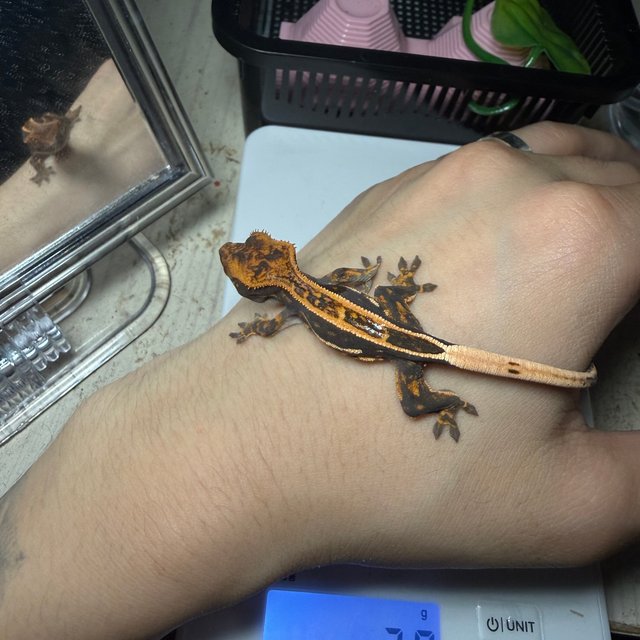 엠티백 핀스트라이프