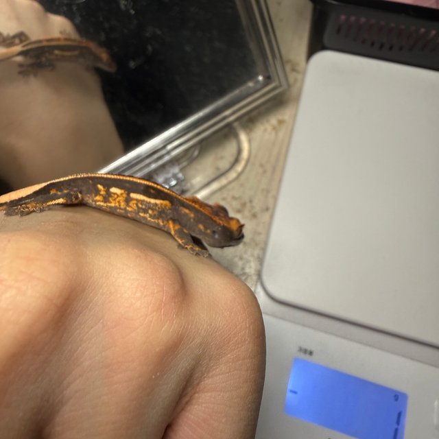 엠티백 핀스트라이프