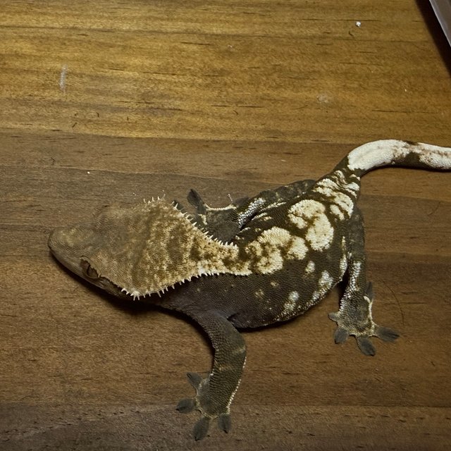 노멀 다크 블랙 화이트 플레임