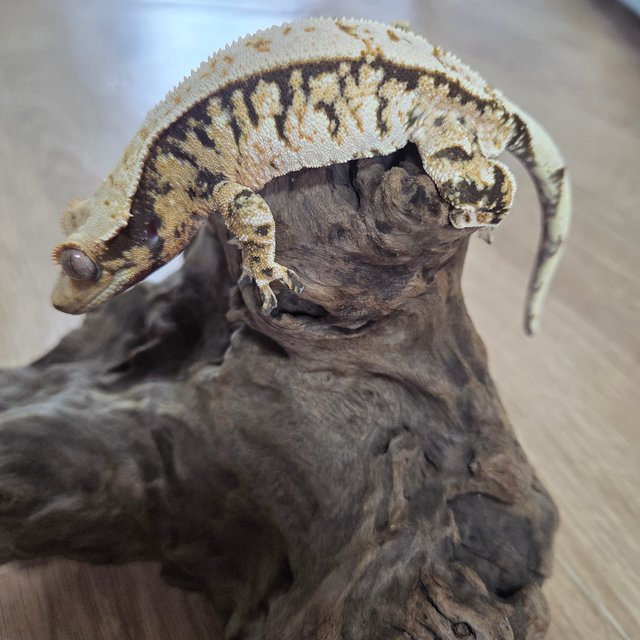 노멀 트라이 익스트림할리퀸