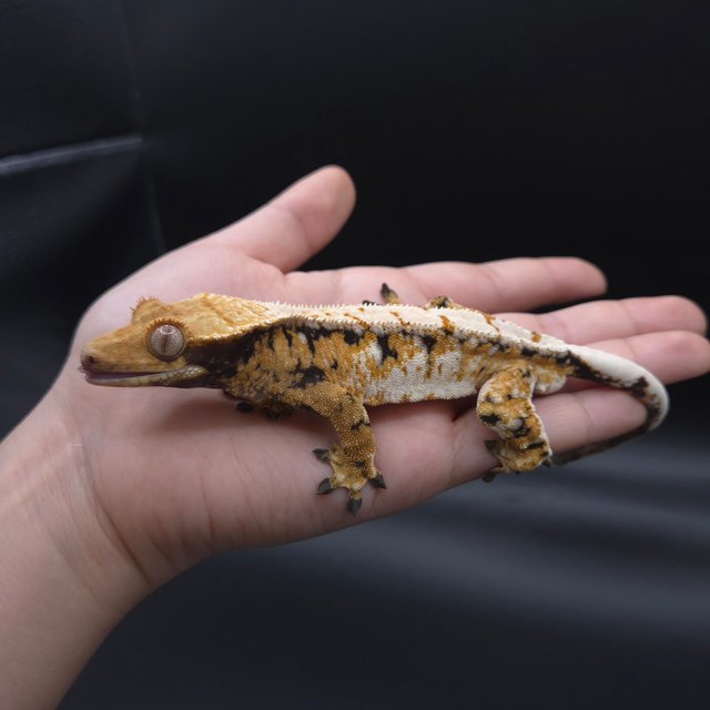 노멀 트라이 텐저린