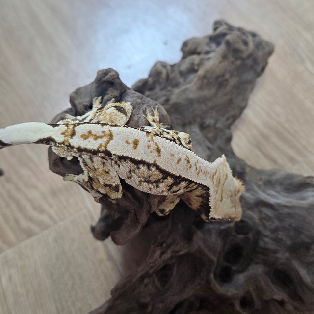 노멀 트라이 익스트림할리퀸