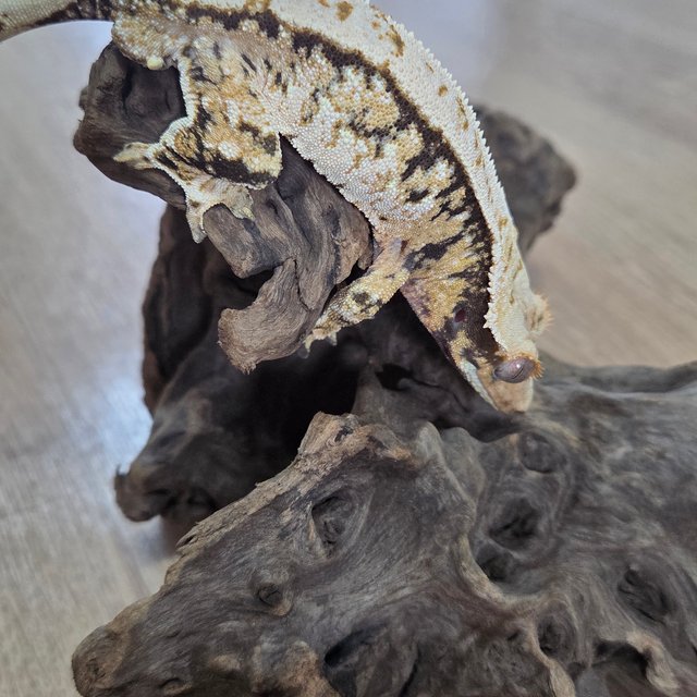 노멀 트라이 익스트림할리퀸