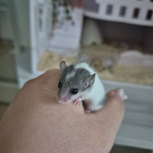 오레오