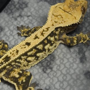 쿼드 트라이 핀스트라이프 노멀