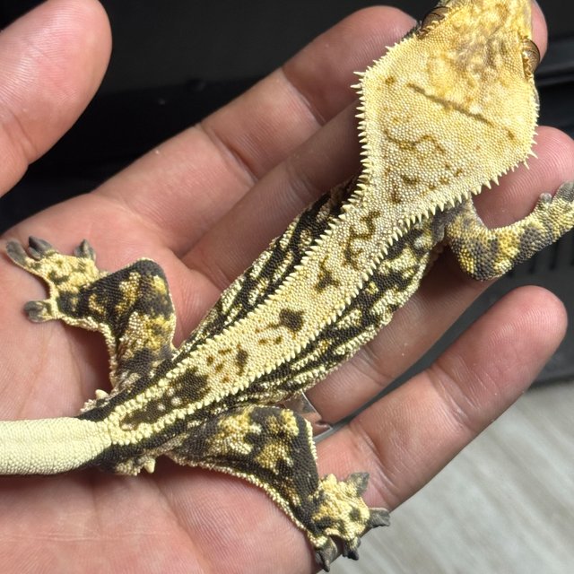 쿼드 트라이 핀스트라이프 노멀