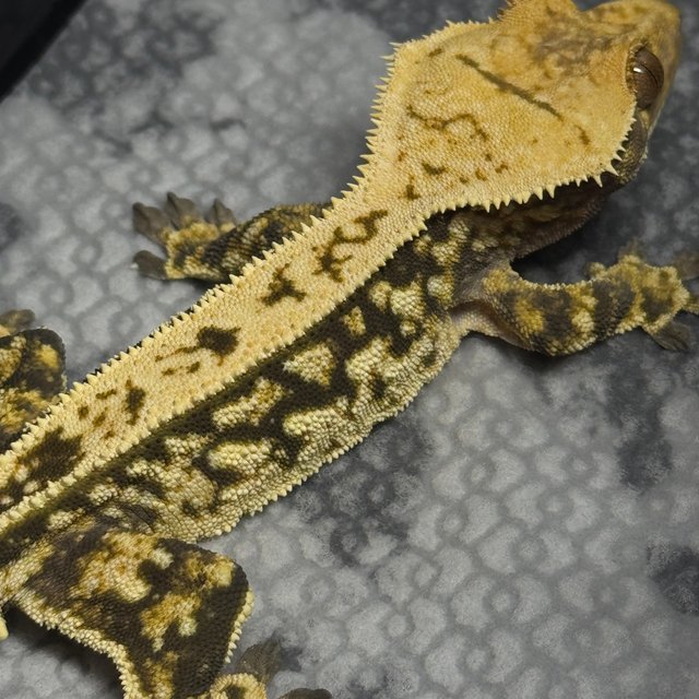 쿼드 트라이 핀스트라이프 노멀