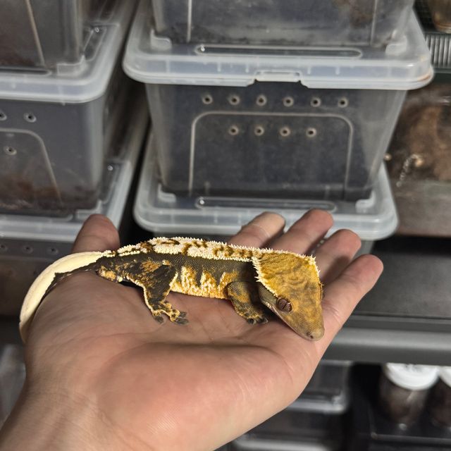 트라이
