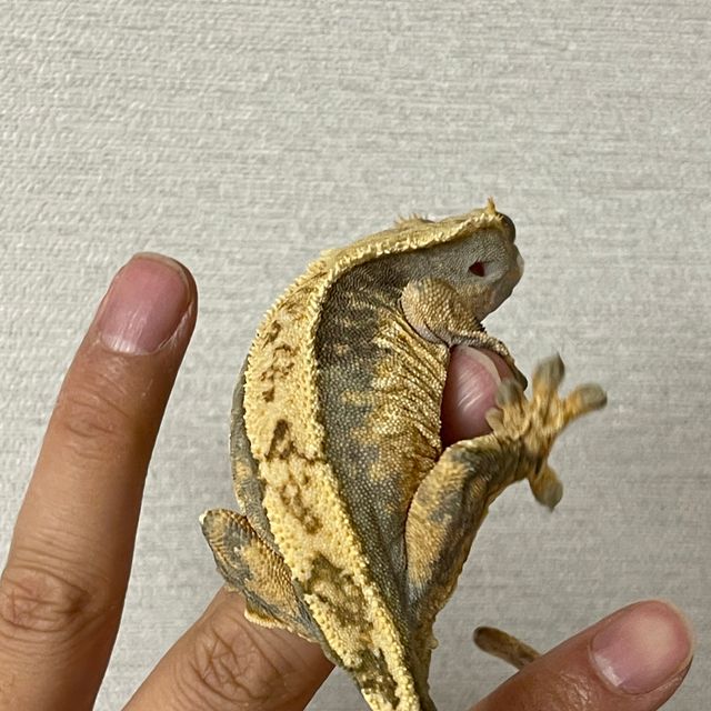 노멀