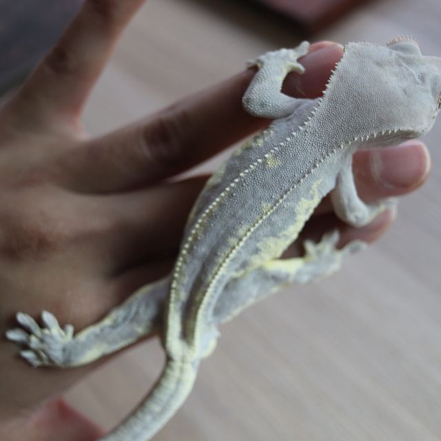 프라푸치노 팬텀