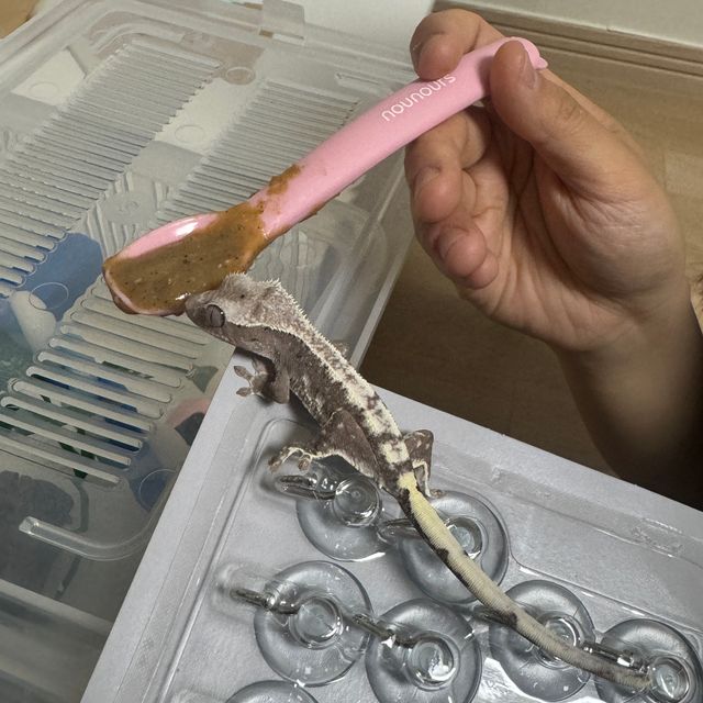 릴잔틱