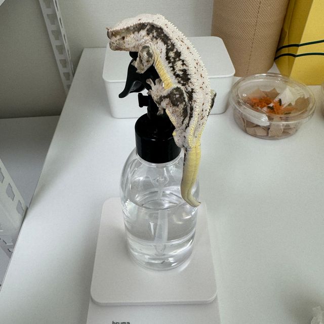 릴리화이트