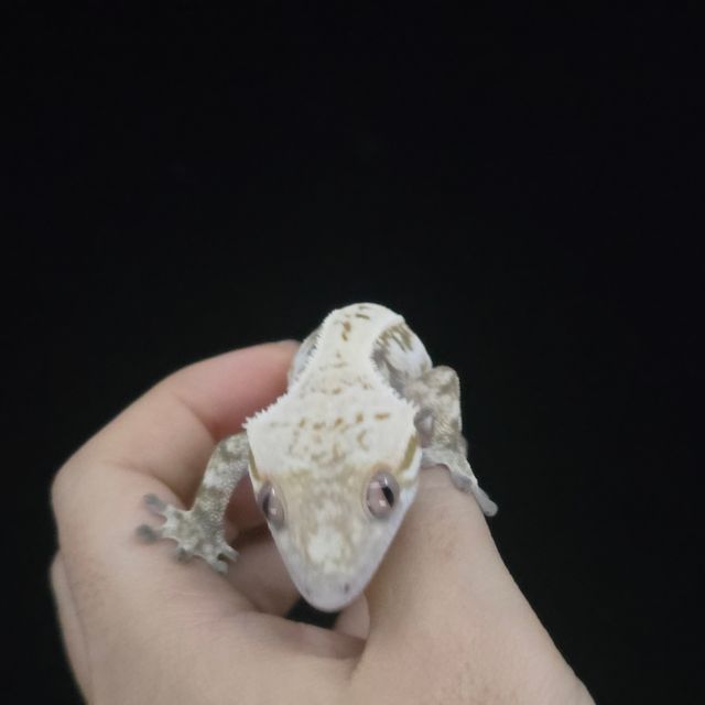 세이블