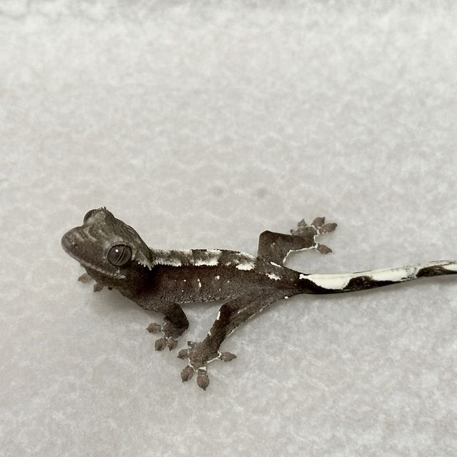아잔틱