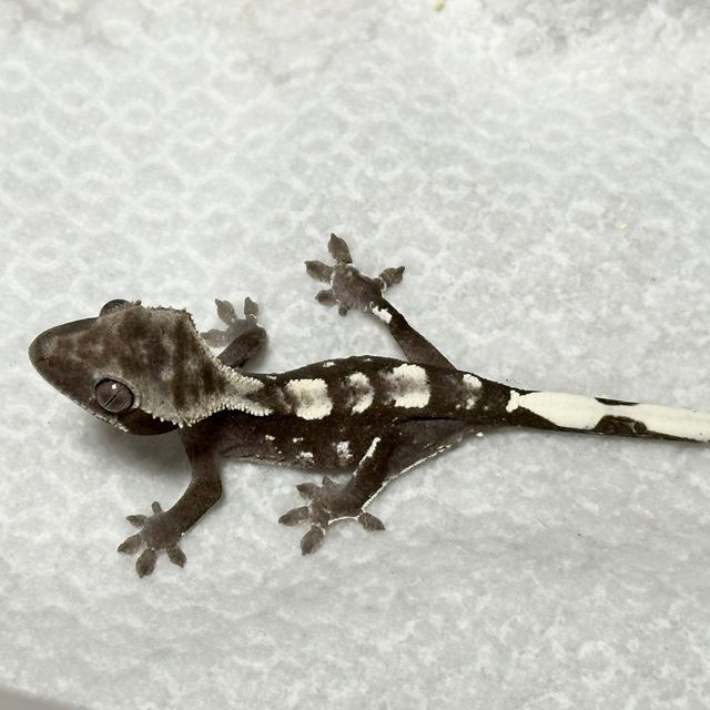 아잔틱