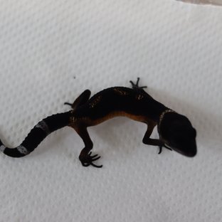 블랙나이트 만다린