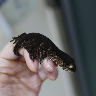 레드바 멜라니스틱