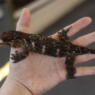 레드바 멜라니스틱