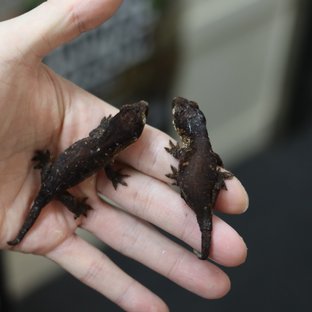 레드바 멜라니스틱