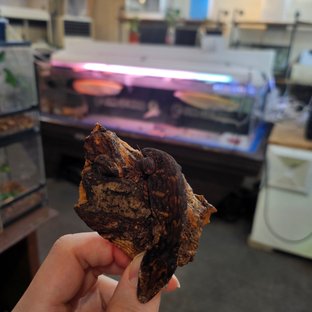 레드바 멜라니스틱