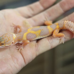 블랙나이트 트램퍼알비노