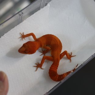 만다린 트램퍼알비노