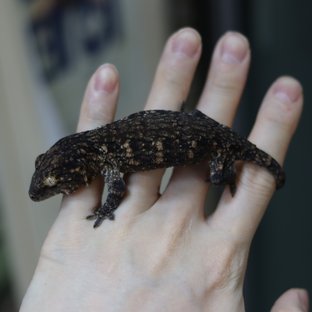 레드바 헷 멜라니스틱