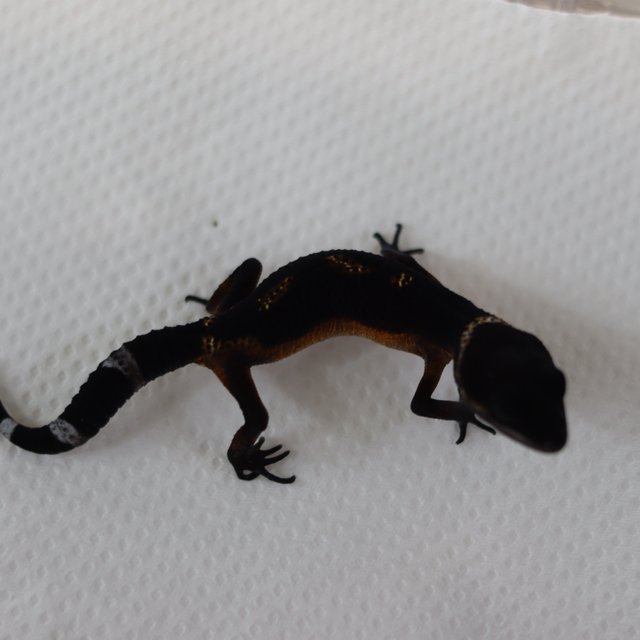 블랙나이트 만다린