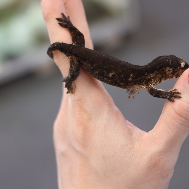 레드바 멜라니스틱