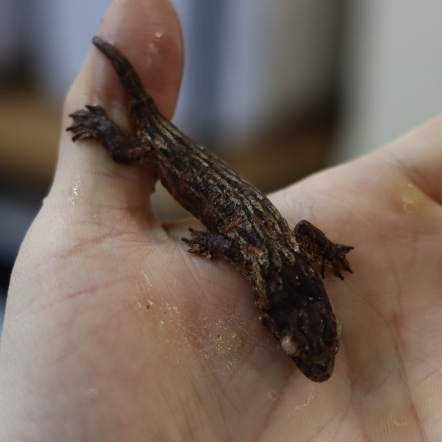 레드바 헷 멜라니스틱