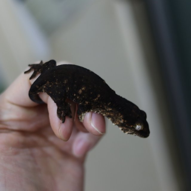 레드바 멜라니스틱