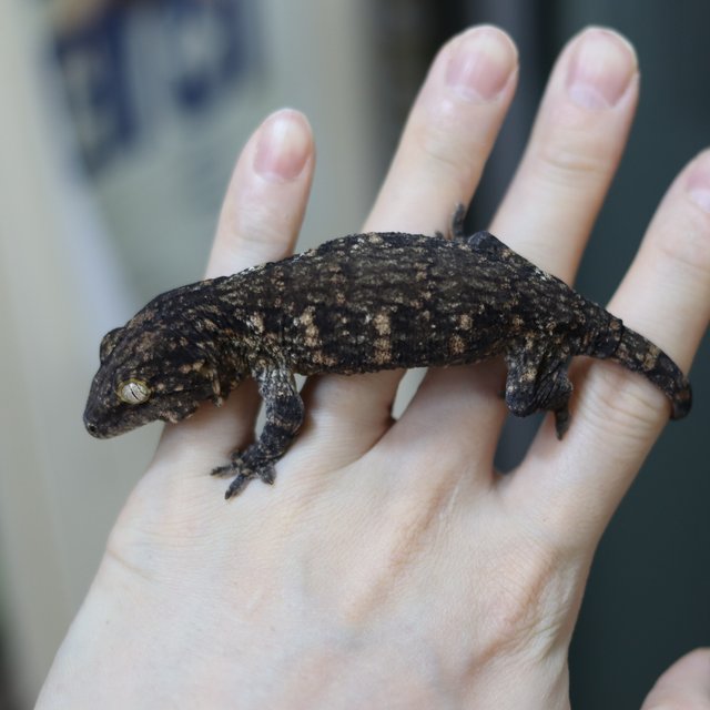 레드바 헷 멜라니스틱