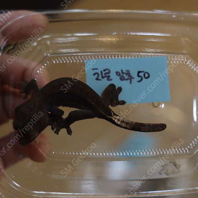 챠콜