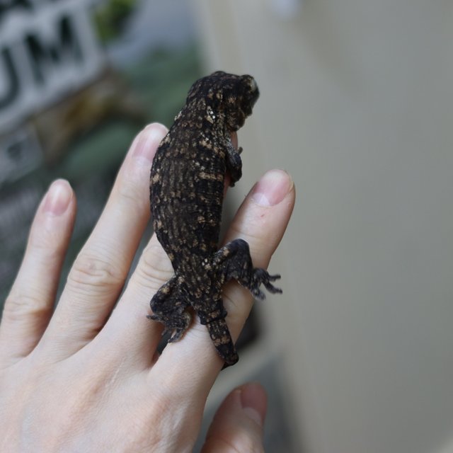 레드바 헷 멜라니스틱