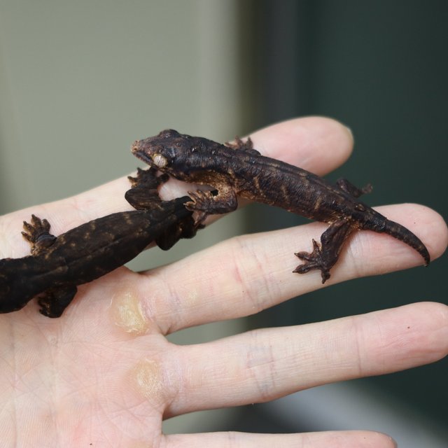 레드바 멜라니스틱