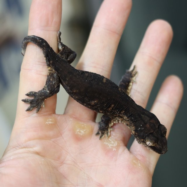 레드바 멜라니스틱