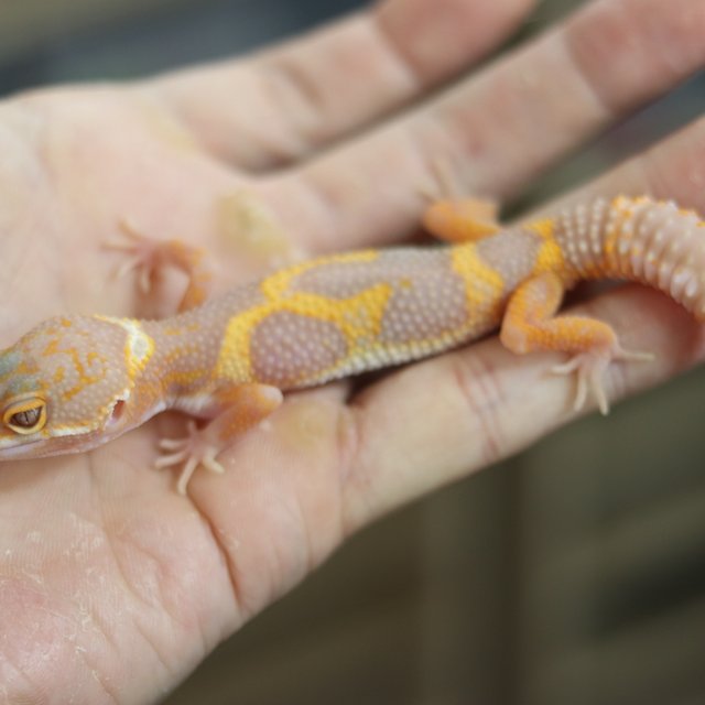 블랙나이트 트램퍼알비노